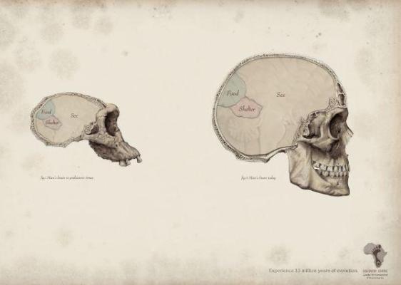 Big Brain Small Brain