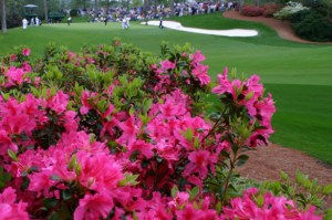 azaleas-augusta-national
