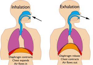 313829_Bio-23-11-respiration.png