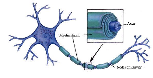 Myelin