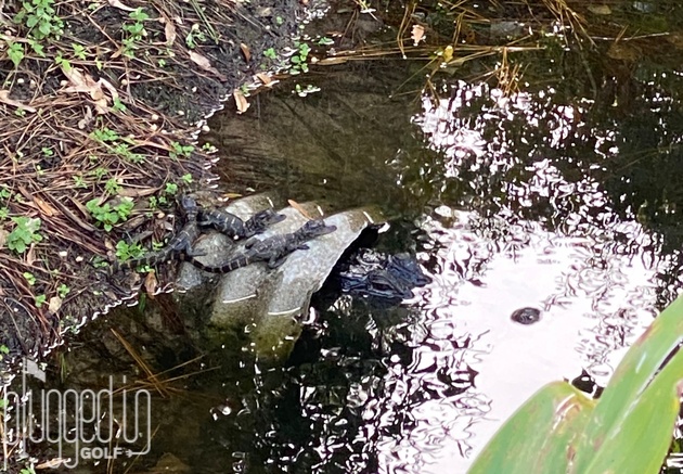 harbour town golf links gators